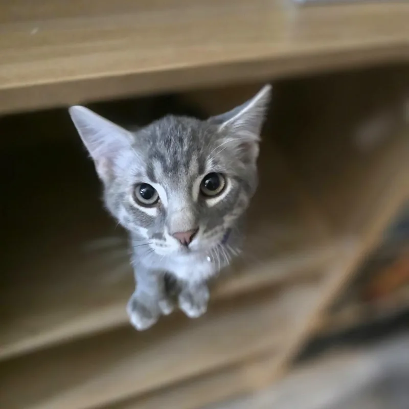 A baby medium-sized male Tabby (Gray / Blue / Silver) Domestic Short Hair cat named Peter Parker for adoption in Lincoln, NE