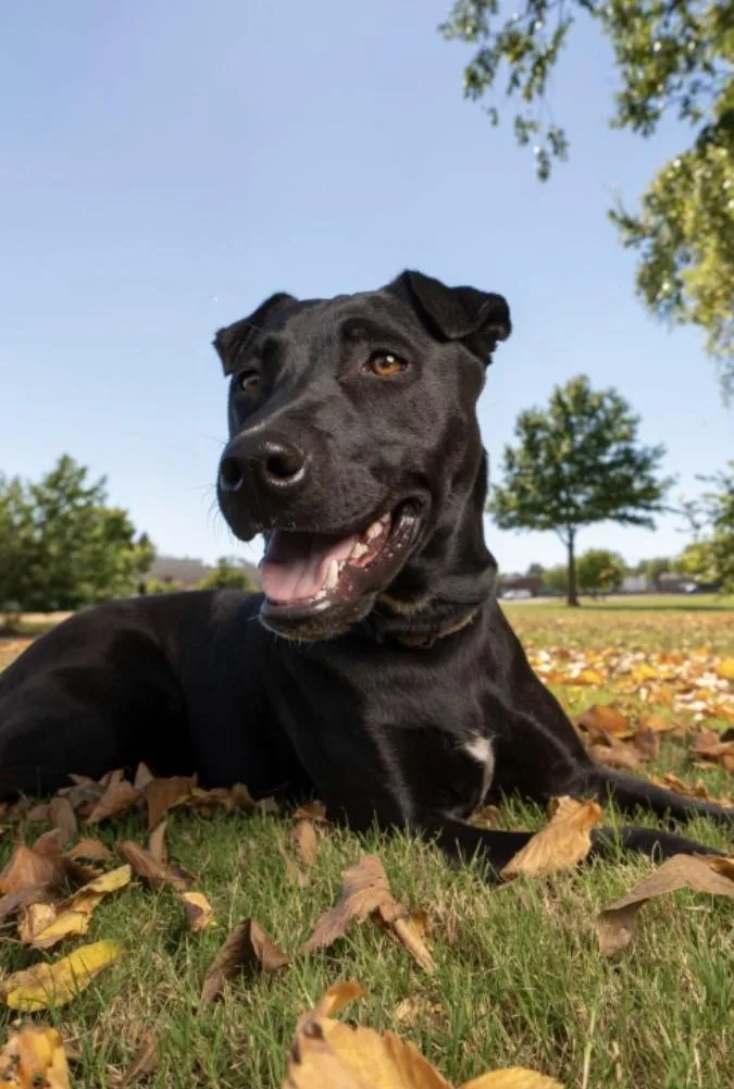 A young medium-sized female Black Labrador Retriever dog named Abby Precious Girl for adoption in Cypress, TX