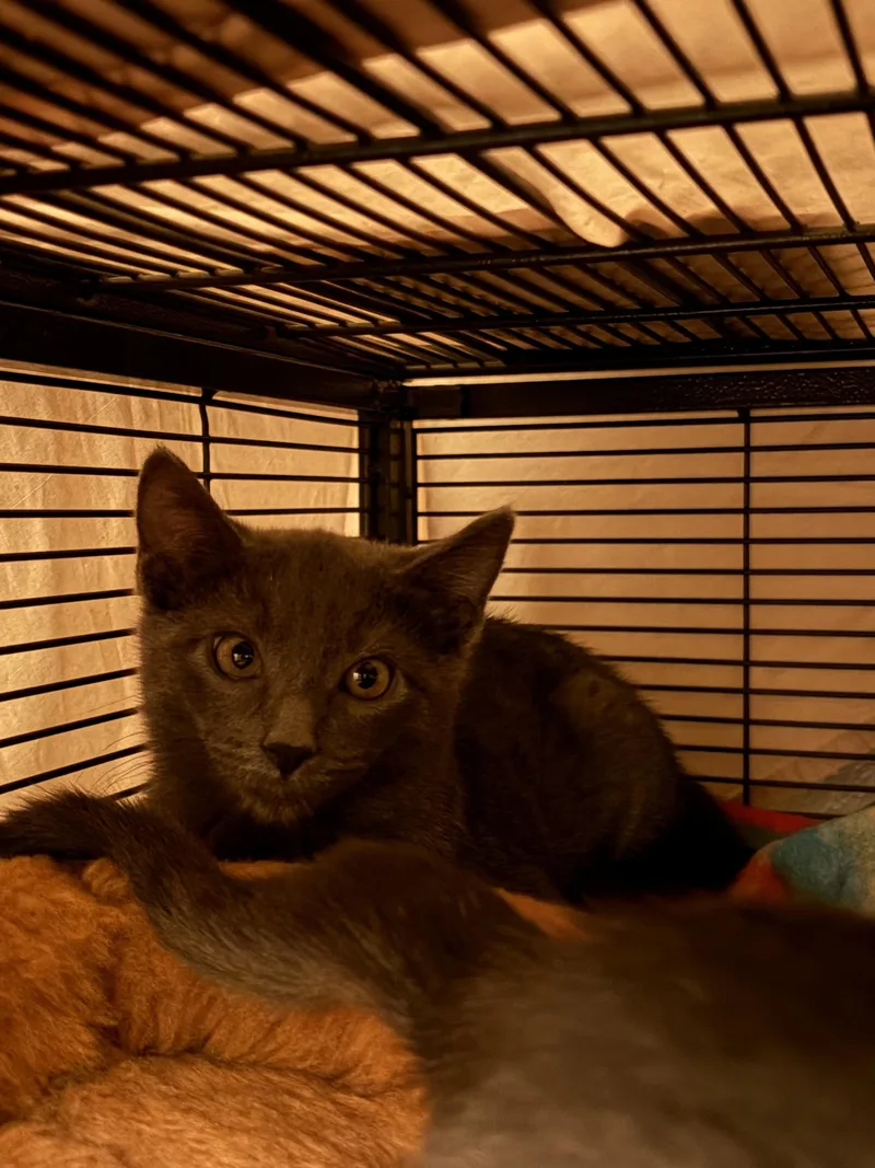 Habanero thumbnail 3