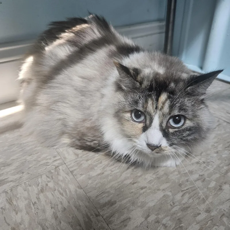 An adult large-sized female Gray / Blue / Silver Ragdoll cat named Gertrude for adoption in Fall River, MA