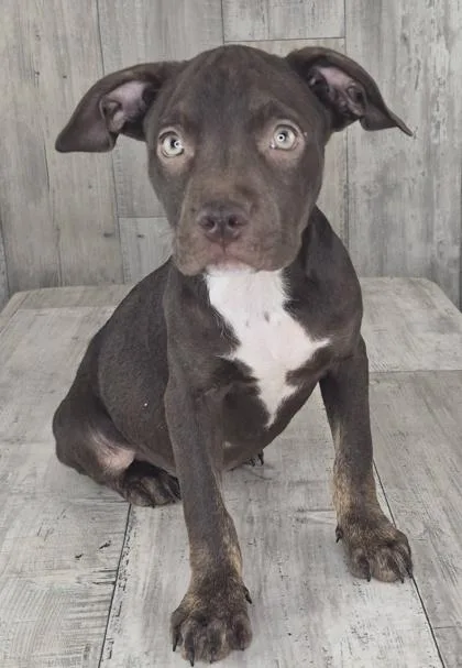 An adult small-sized female Terrier dog named Capri for adoption in Shreveport, LA