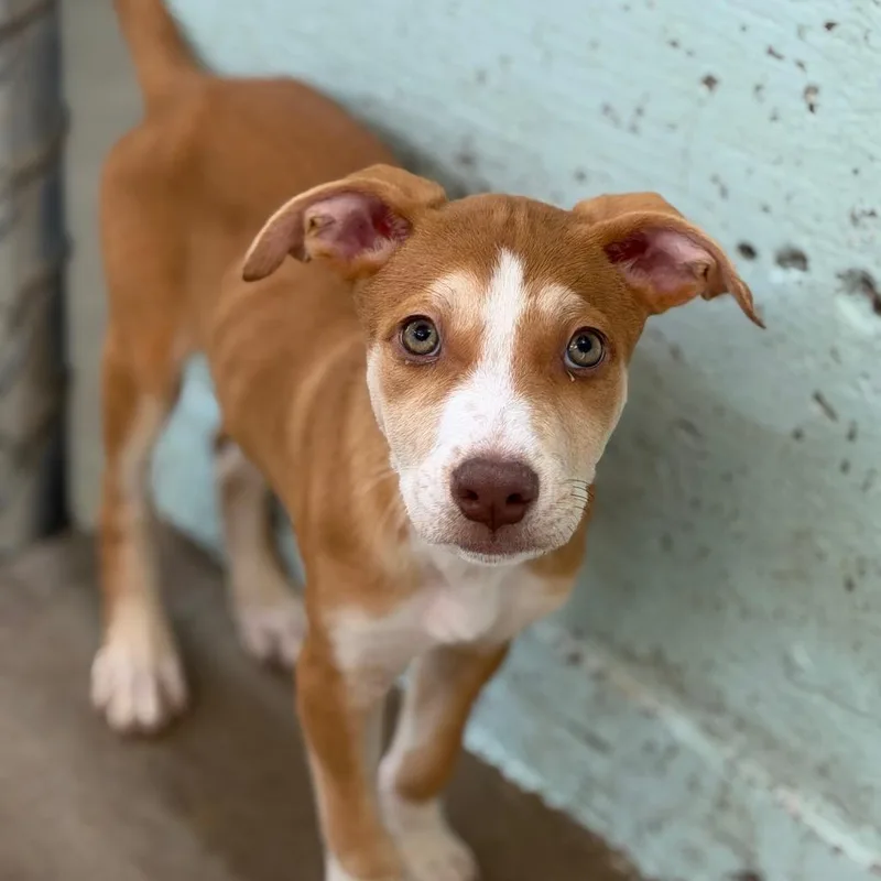 A baby medium-sized female Yellow / Tan / Blond / Fawn Pit Bull Terrier dog named Ruby for adoption in Tulsa, OK