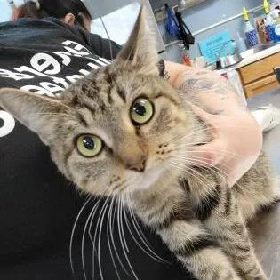 A senior large-sized female Brown / Chocolate Domestic Short Hair cat named Gin for adoption in Oak Park, IL