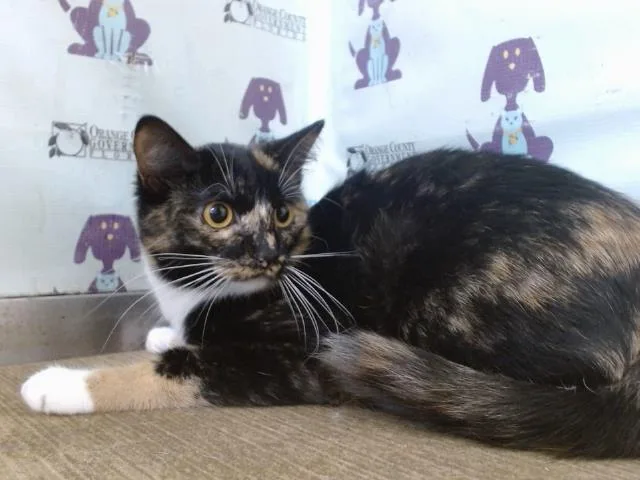 Izzie