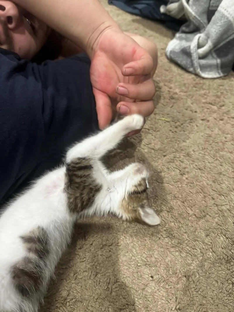 A baby medium-sized male Tabby (Brown / Chocolate) Domestic Short Hair cat named Cayenne for adoption in Orange, VA