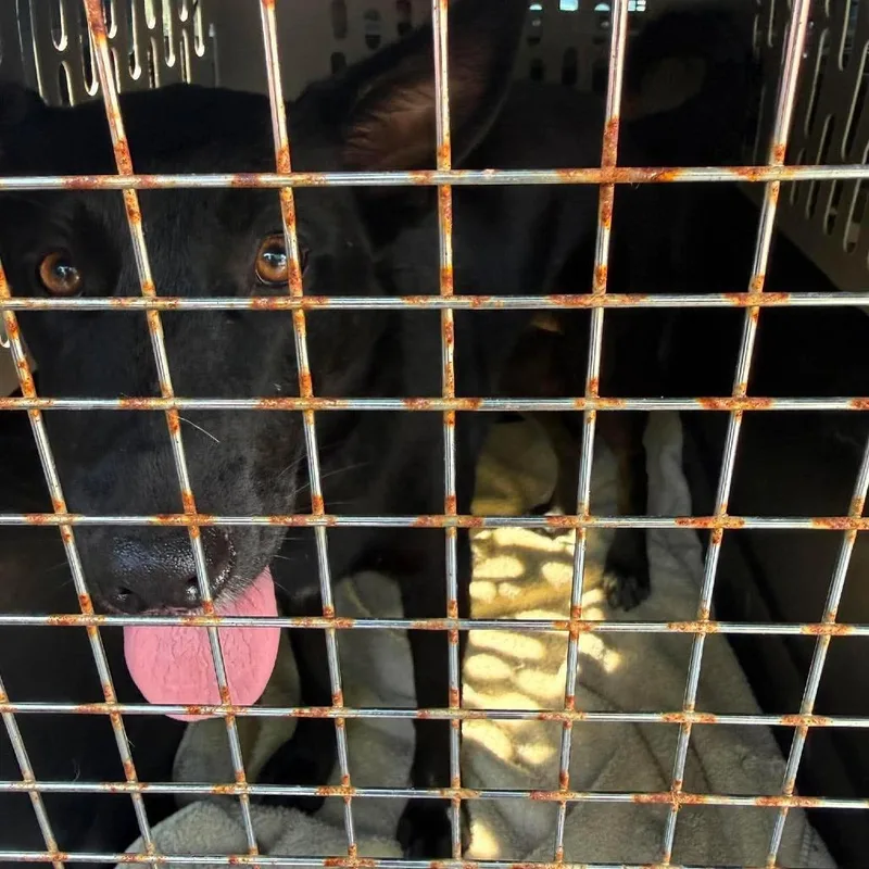 An adult medium-sized female Black Mixed Breed dog named Medusa for adoption in Huntington, WV
