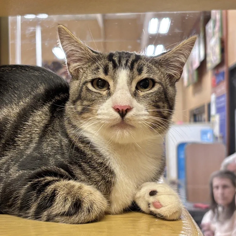 A young large-sized male Domestic Short Hair cat named Jack for adoption in Sonora, CA