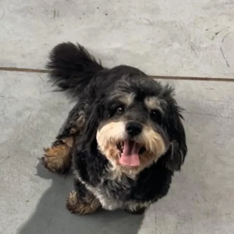 An adult small-sized male Dachshund (Long Haired) dog named Chester for adoption in Glenwood , IA
