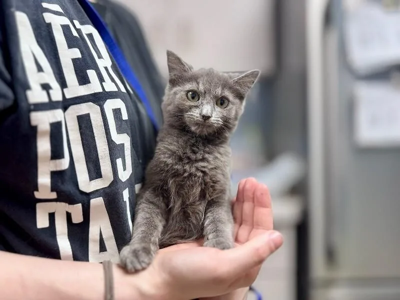 A young medium-sized male Domestic Short Hair cat named Pepper for adoption in Wooster, OH