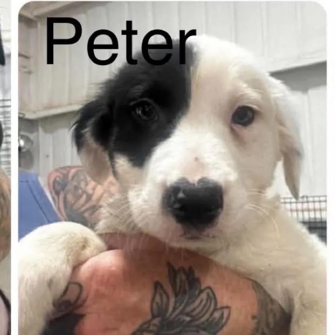A baby medium-sized male Labrador Retriever dog named Petey for adoption in Parker, CO