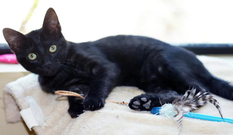 A baby medium-sized female Black Domestic Short Hair cat named Marta for adoption in San Clemente, CA