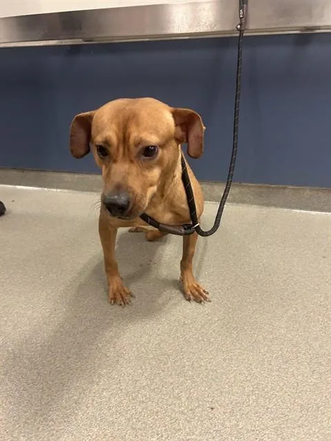 A young medium-sized male Terrier dog named Chance for adoption in Miami, FL