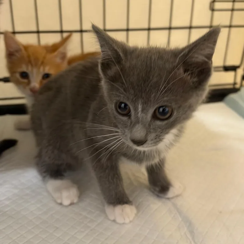 A baby small-sized female Domestic Short Hair cat named Spade for adoption in Redwood City, CA
