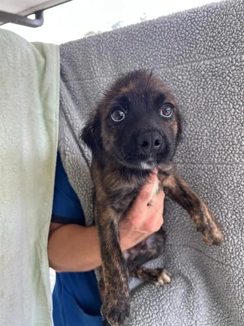 A baby medium-sized male Hound dog named Carbon for adoption in Cookeville, TN