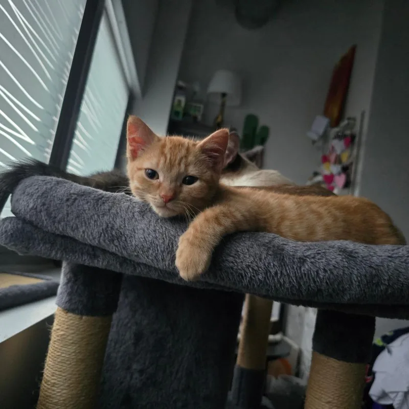 A baby small-sized male Orange / Red Domestic Short Hair cat named Motherboard for adoption in Chicago, IL