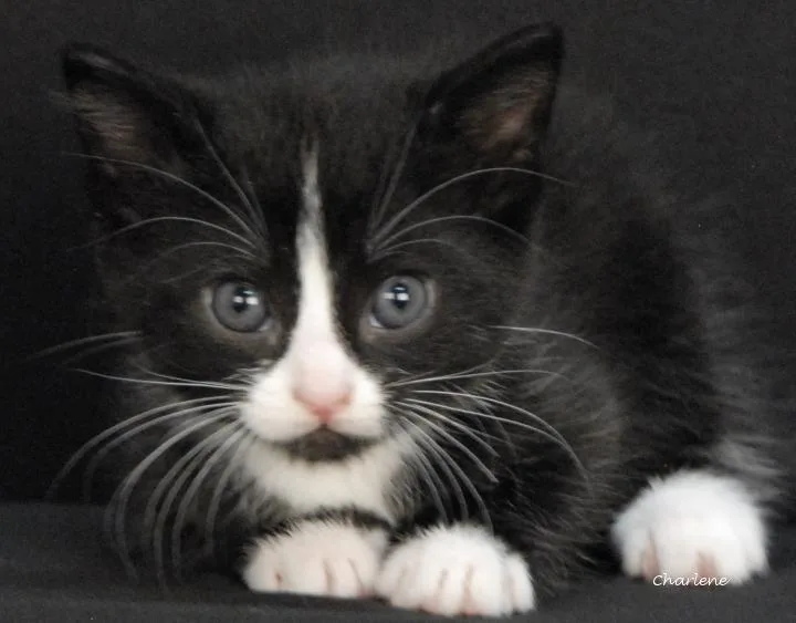 A baby medium-sized female Black Domestic Short Hair cat named Poet for adoption in Newland, NC