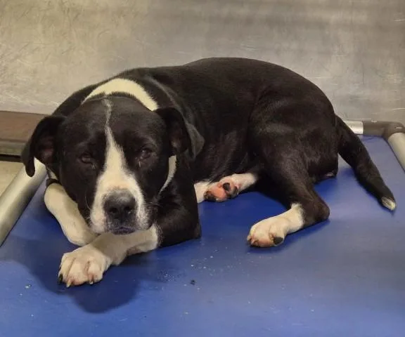 A young medium-sized female Black Pit Bull Terrier dog named Jude  URGENT for adoption in Thousand Oaks, CA
