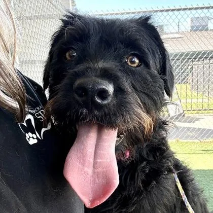 A young small-sized female Miniature Poodle dog named Pixie for adoption in Sacramento, CA