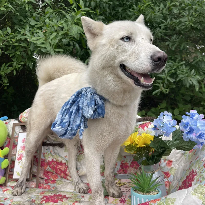 An adult medium-sized male Siberian Husky dog named Lobo for adoption in Sebring, FL