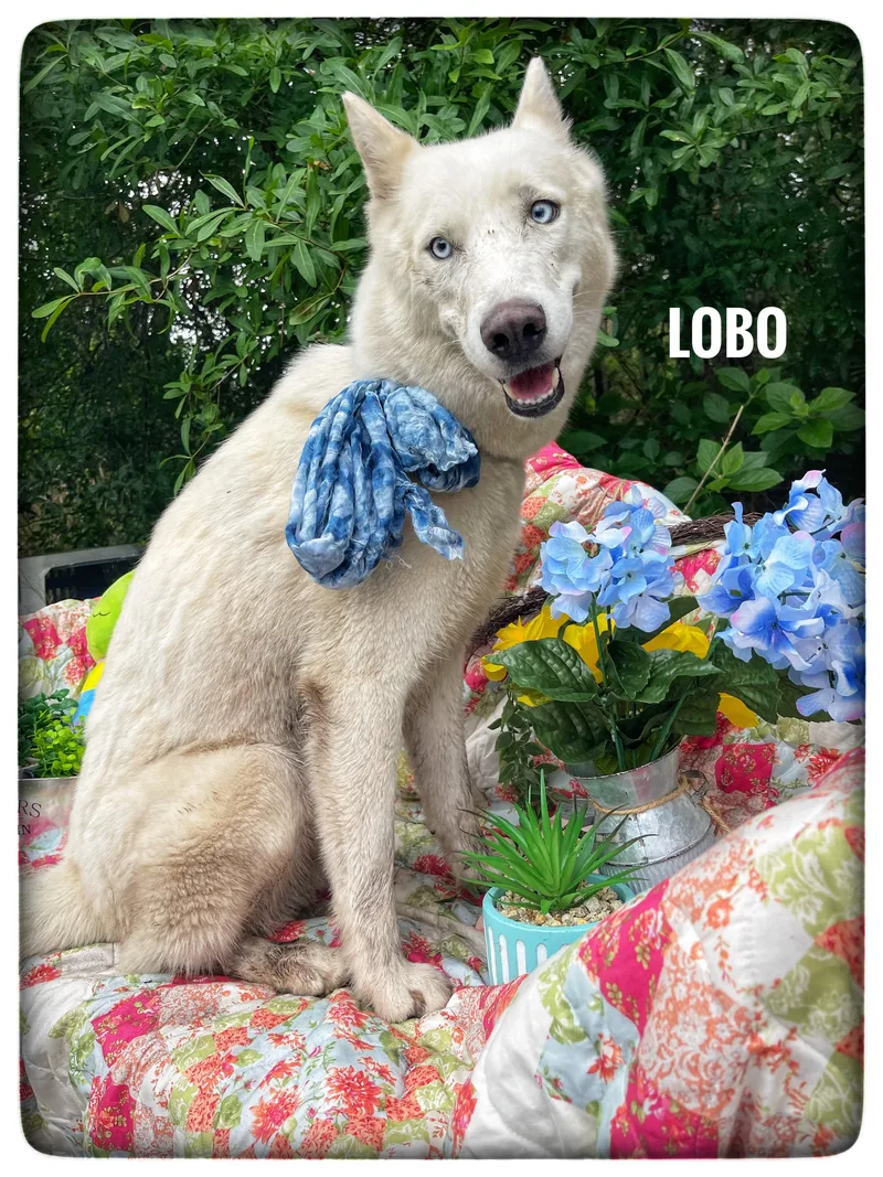 Lobo thumbnail 5