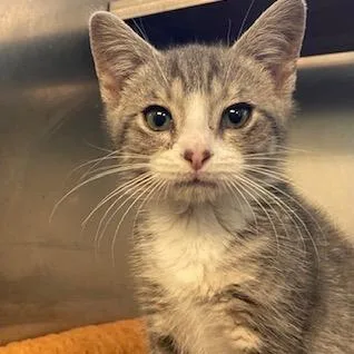A baby small-sized female Gray / Blue / Silver Domestic Short Hair cat named Bunny for adoption in Dayton, OH