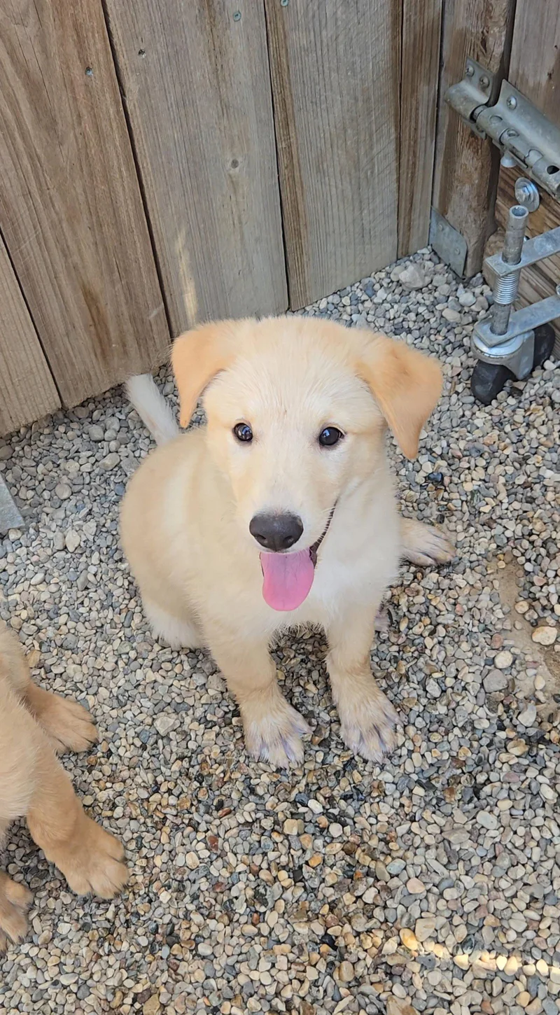 A baby medium-sized male Shepherd dog named Sourdough for adoption in Estherville, IA