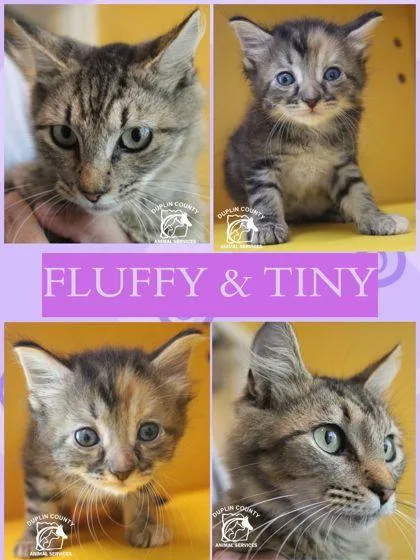 Fluffy