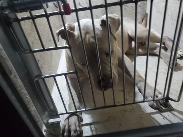An adult large-sized male Pit Bull Terrier dog named Aurie for adoption in Garland, TX