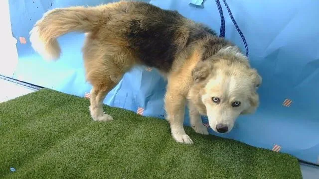 An adult large-sized male Siberian Husky dog named A for adoption in Gardena, CA