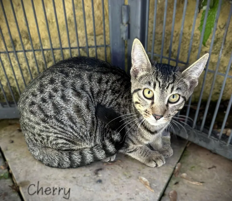 A baby small-sized female Tabby (Gray / Blue / Silver) Domestic Short Hair cat named Cherry for adoption in Mankato, MN