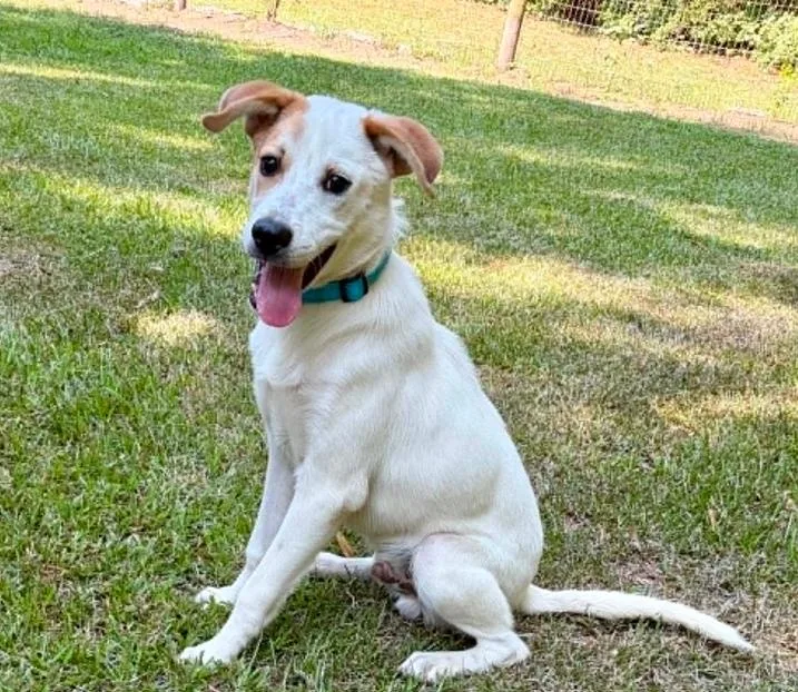 A baby medium-sized male White / Cream Mixed Breed dog named Petey for adoption in Eutawville, SC