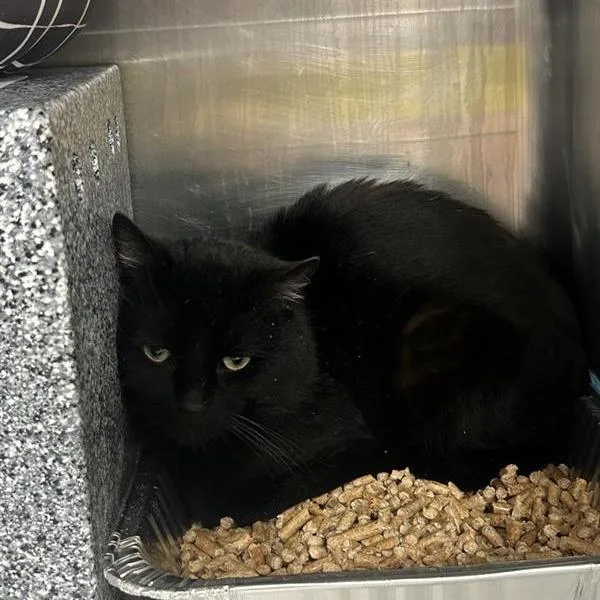 A young small-sized male Black Domestic Short Hair cat named Lunar Rover for adoption in Salt Lake City, UT