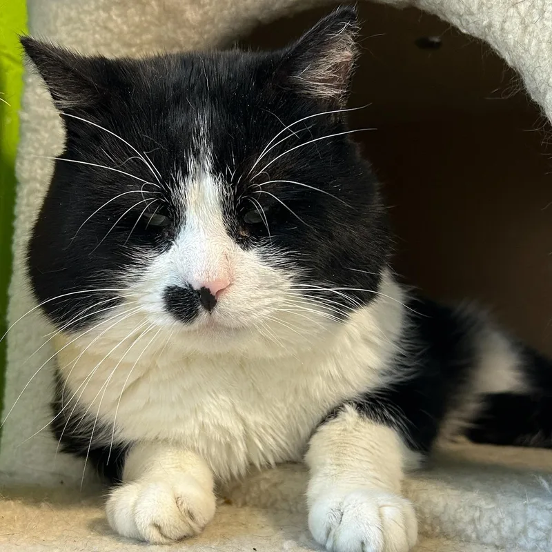 An adult medium-sized male Black & White / Tuxedo Domestic Short Hair cat named Frank for adoption in Bolingbrook, IL