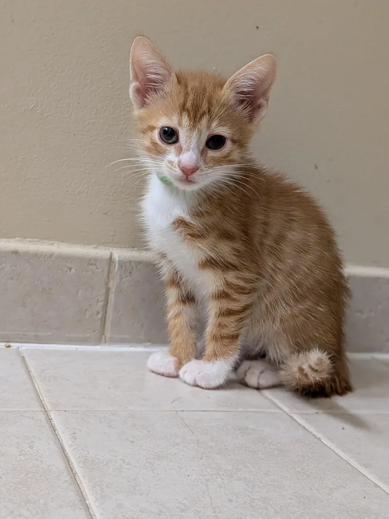 A baby small-sized male Orange & White Domestic Short Hair cat named Biff for adoption in Walla Walla, WA