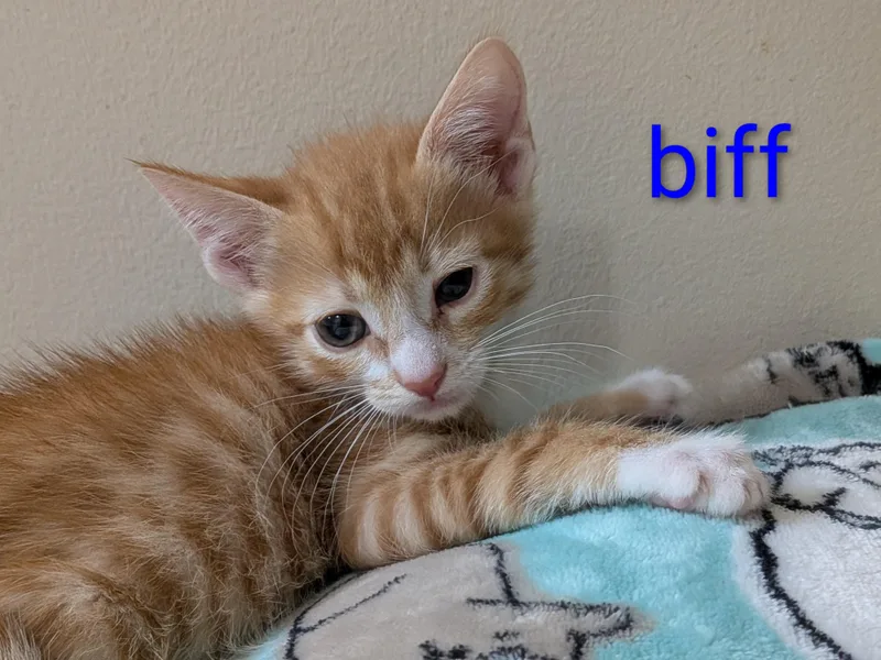 Biff thumbnail 2