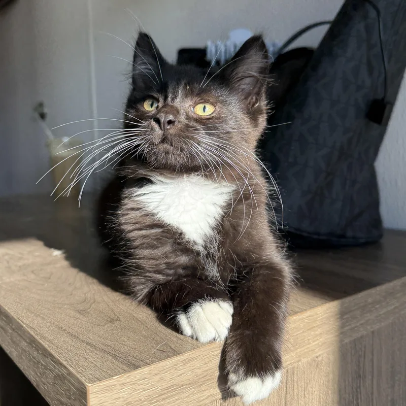 A baby medium-sized male Black Domestic Medium Hair cat named Slippers for adoption in Oconto, WI
