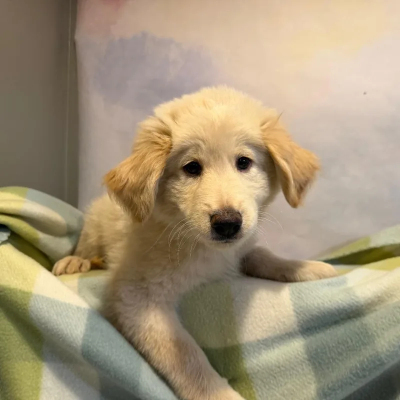A baby small-sized male Yellow / Tan / Blond / Fawn Mixed Breed dog named Sal for adoption in Fredericksburg, VA