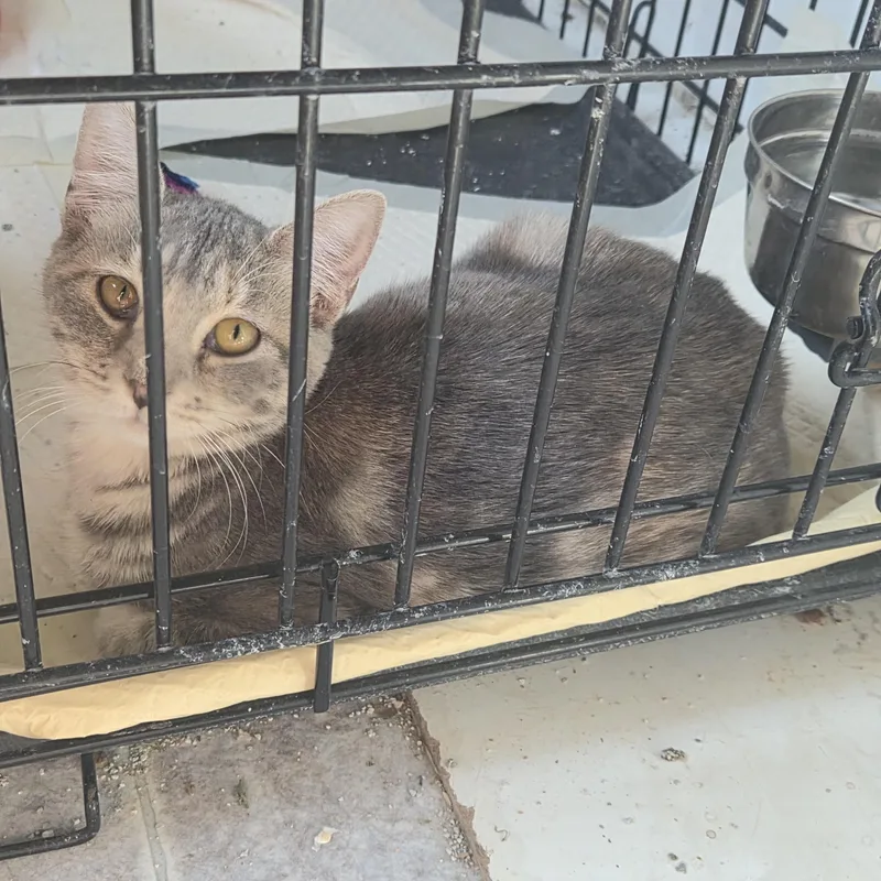 A young medium-sized female Domestic Short Hair cat named Melissa for adoption in Greeley, CO