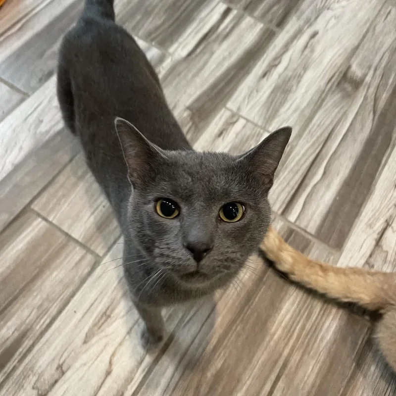 An adult small-sized male Gray / Blue / Silver Domestic Short Hair cat named Winter for adoption in West Des Moines, IA