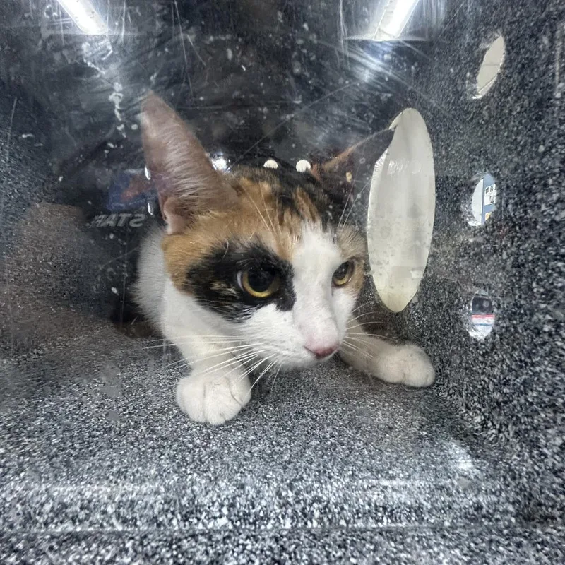 An adult small-sized female Calico Domestic Short Hair cat named Tinky for adoption in Newark, NJ