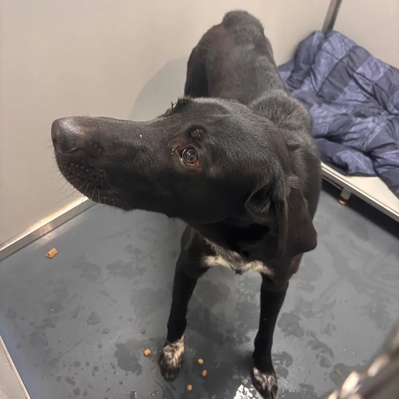 An adult large-sized male Black Mixed Breed dog named Joe Cool for adoption in Allentown, PA