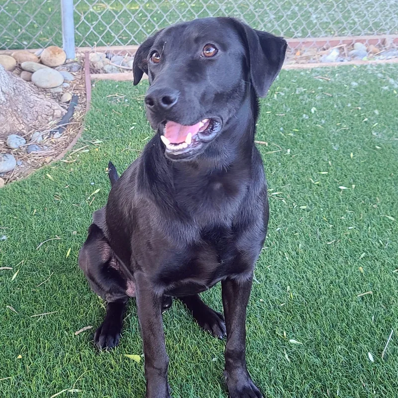 A young medium-sized male Black Labrador Retriever dog named River for adoption in San Francisco, CA