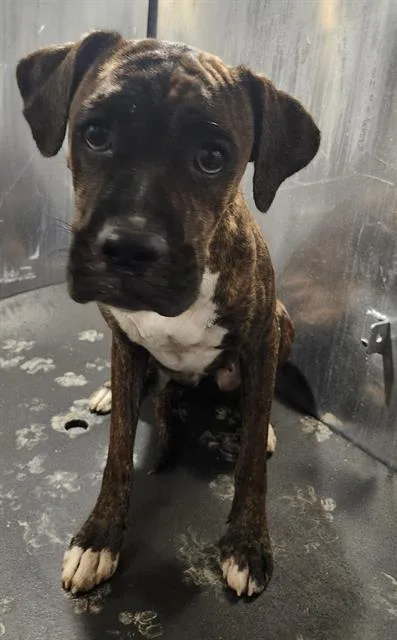 A young medium-sized female American Staffordshire Terrier dog named Lane for adoption in San Antonio, TX