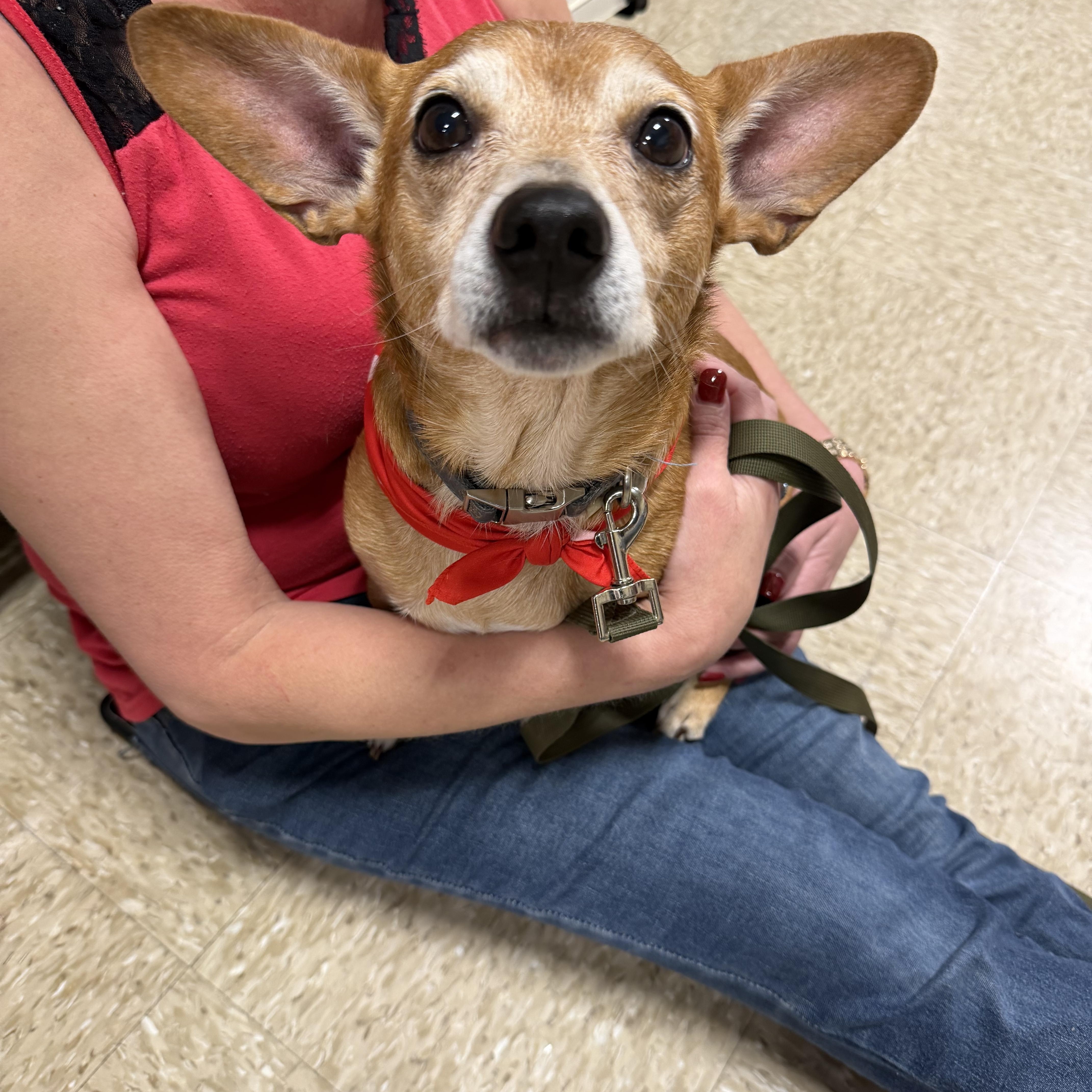 A senior small-sized male Chiweenie dog named Jake for adoption in atlanta, GA