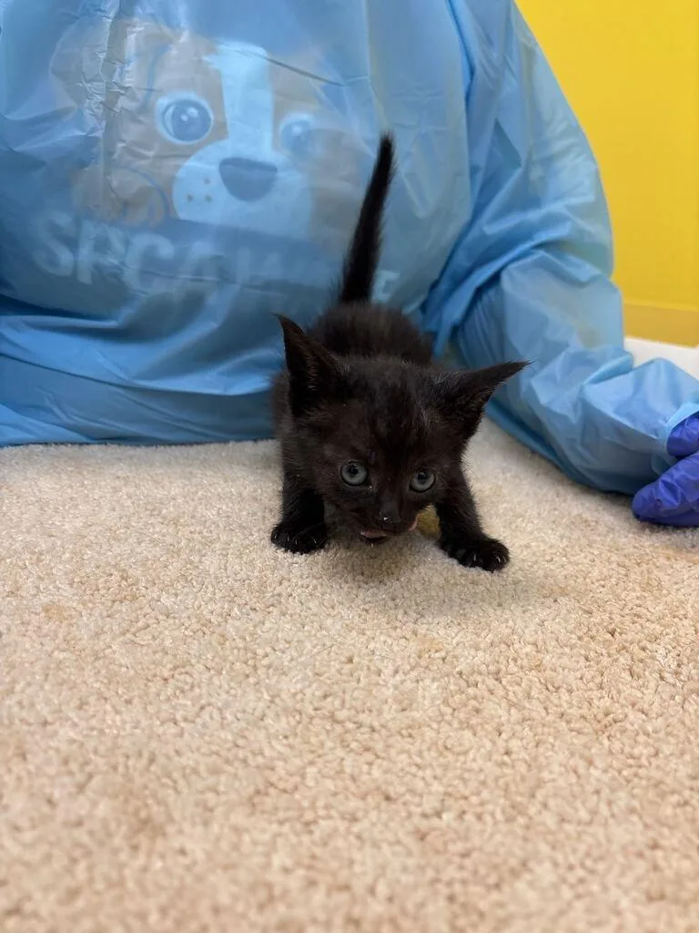A baby small-sized female Black Domestic Short Hair cat named Mercury for adoption in Raleigh, NC
