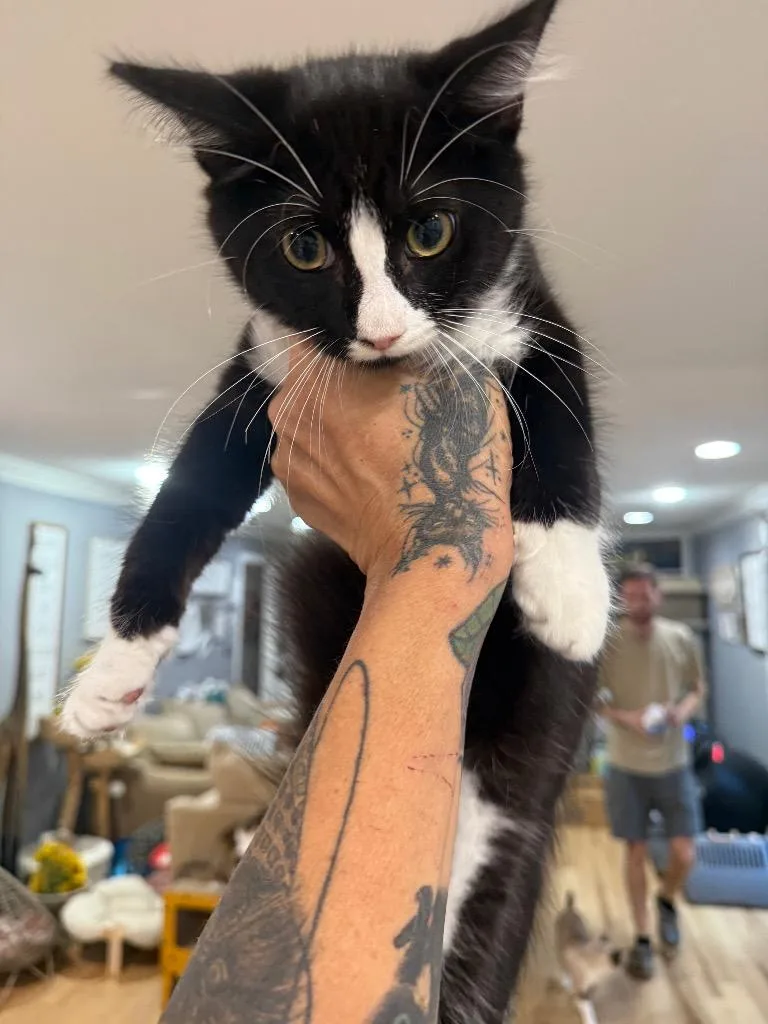 A baby large-sized male Domestic Short Hair cat named Magneto for adoption in warrenville, SC