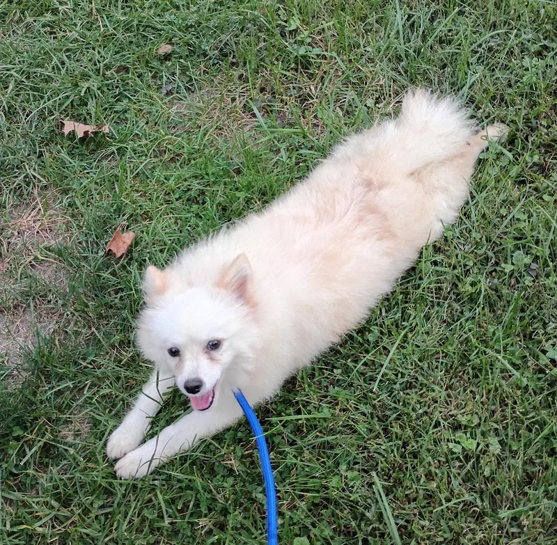 A young small-sized male White / Cream Pomsky dog named Misha for adoption in Catlettsburg, KY