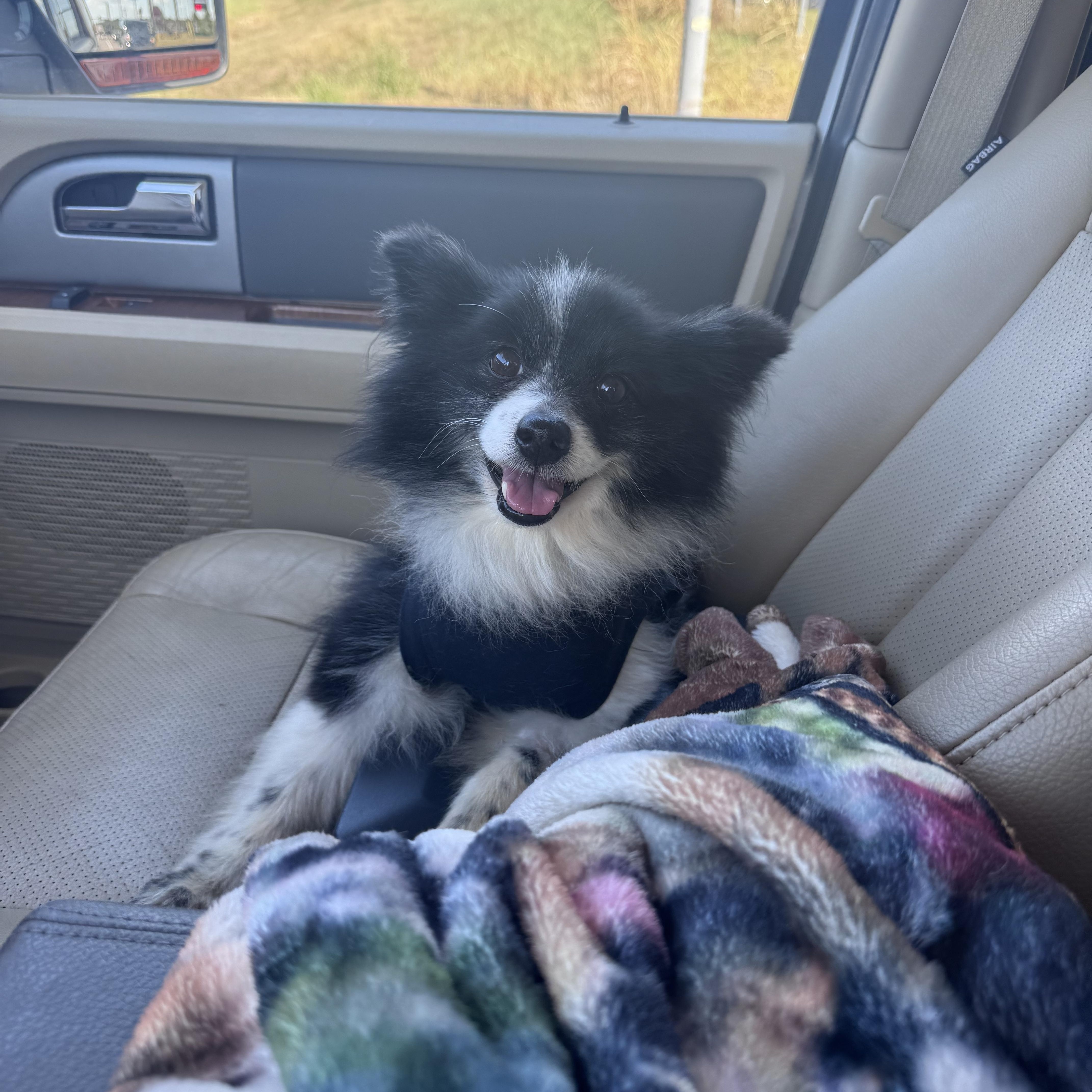 An adult small-sized female Black Pomeranian dog named Lucy for adoption in Springfield, MO