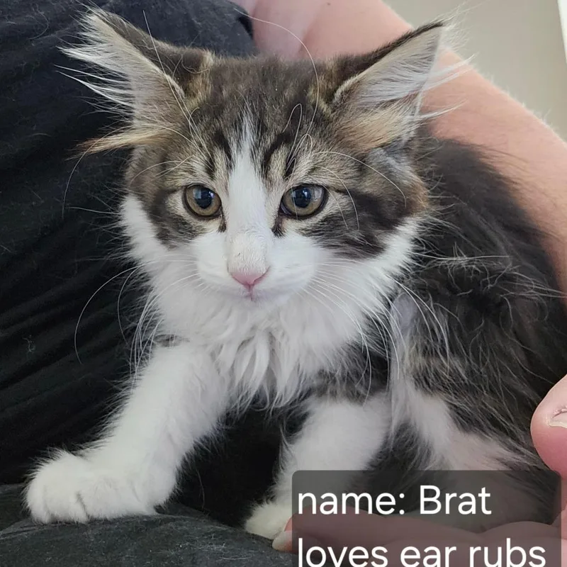 Brat Orr