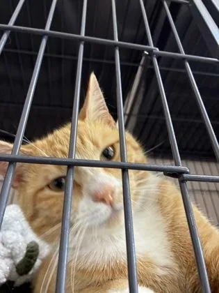 A young small-sized male Domestic Short Hair cat named Sr. Biscuit for adoption in Barnesville, GA